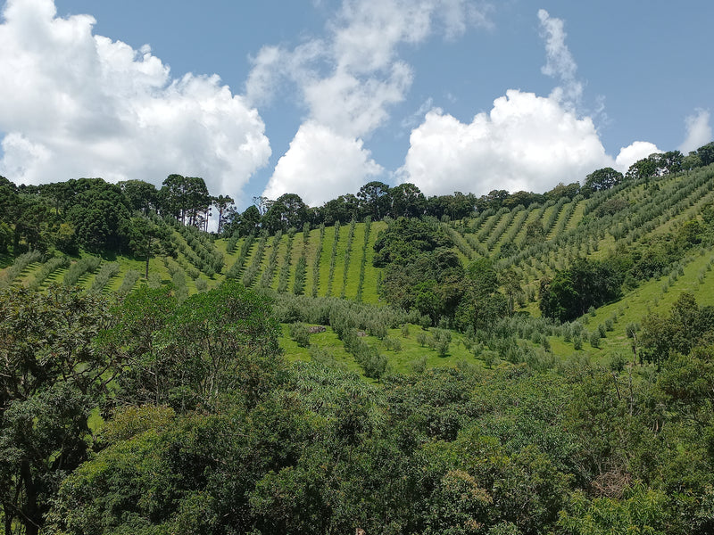 Olival Alma da Mantiqueira